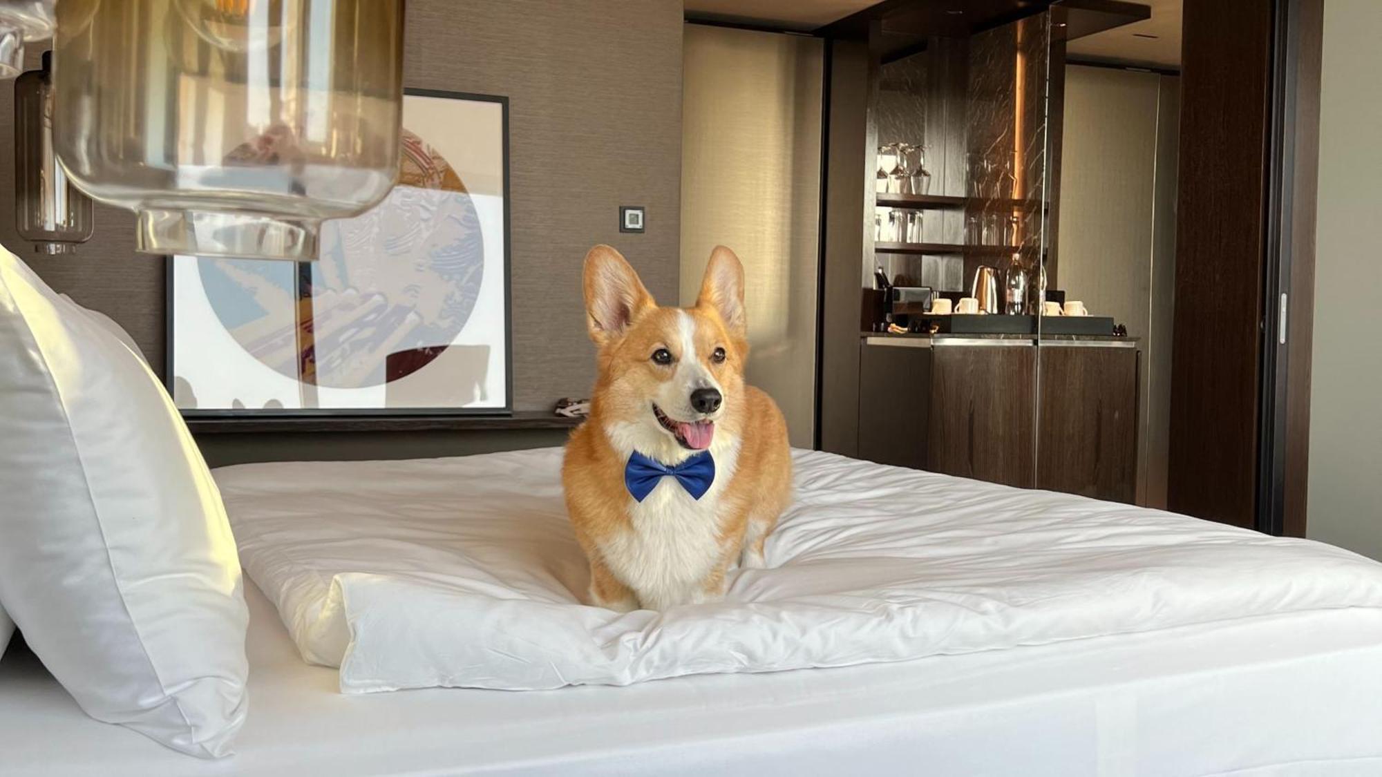 인터컨티넨탈 - 류블랴나 호텔 외부 사진 A dog at the Mandarin Oriental, Hong Kong